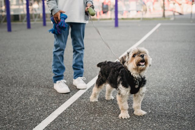 Person walking dog on leash